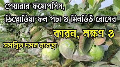 পেয়ারার ফমোপসিস ডিপ্লোডিয়া ফল পচা রোগ ও পাউডারি মিলডিউ রোগের ও