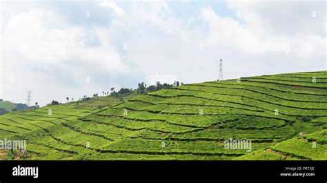 Tea plantations in north western Rwanda Stock Photo - Alamy