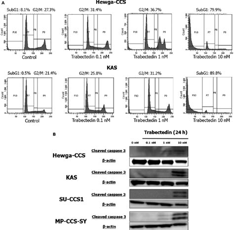 Trabectedin Induces G M Cell Cycle Arrest And Apoptosis In Ccs Cells