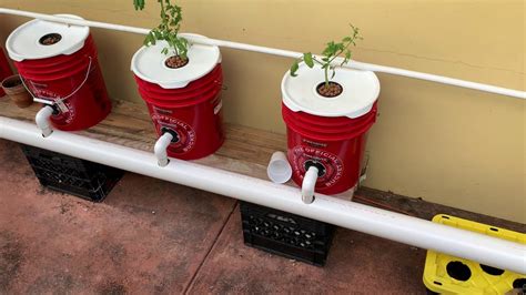 How I Built My Dwc System Recirculating Deep Water Culture Hydroponic Peppers And Tomatoes