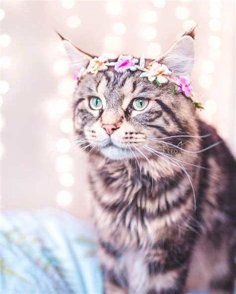 Captivating Portraits Of Cats Wearing Floral Crowns