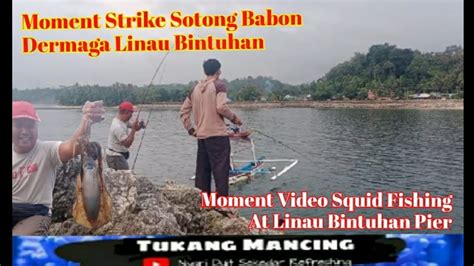 Moment Strike Sotong Babon Dermaga Linau Bintuhan Terbaru Squid