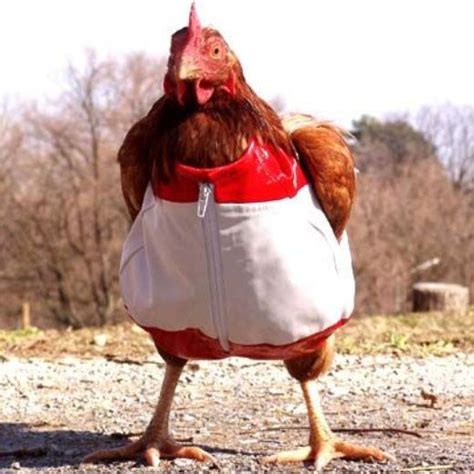 Русская курочка секреты приготовления | Chicken humor, Funny animals ...