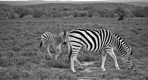 Black and White Zebra · Free Stock Photo