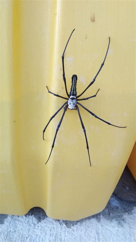 Giant Golden Orbweaver From Lung Fu Shan Hong Kong On October 10 2022