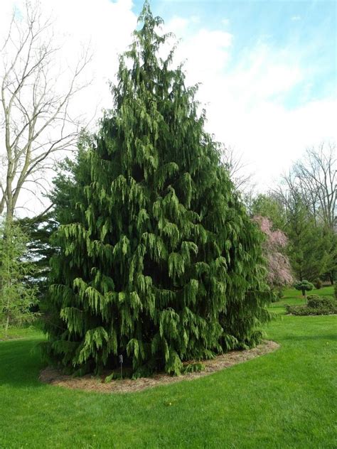 Photo Of The Entire Plant Of Weeping Alaska Cedar Xanthocyparis