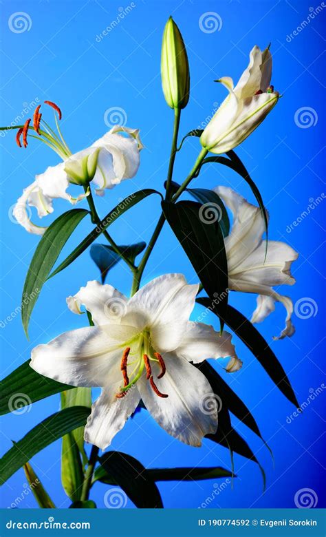 Still Life White Lily Flowers With Reflection On A Blue Background