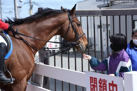 ホッカイドウ競馬でメジロゴゼンが誘導馬デビュー 馬産地ニュース 競走馬のふるさと案内所