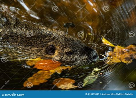 Nutria rat at the Zoo stock photo. Image of leafs, bisam - 259115040