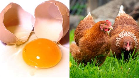 ¿qué Fue Primero El Huevo O La Gallina Dos Científicos Dan Respuesta