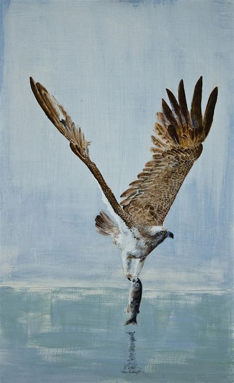 Osprey With Fish Painting By Alan Pickersgill