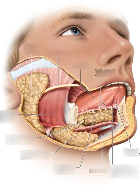 Oral Cavity Glands Diagram Quizlet