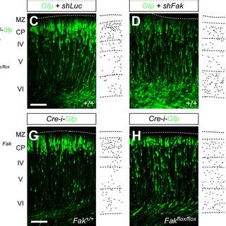 Removal Of Fak Disrupts Radial Migration Of Projection Neurons A B