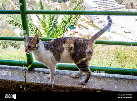 Fliegende katze Fotos und Bildmaterial in hoher Auflösung Alamy