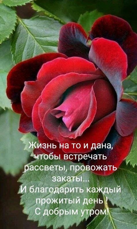 Pin by Galiya Yakub on Время утра Good morning Rose Red roses