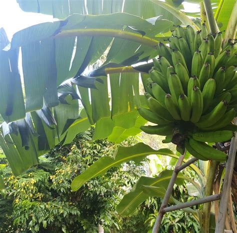 18 Best Banana Varieties | Types of Bananas | HomeGardeningWeb