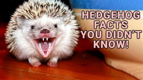 Things You Need To Know Before Buying A Hedgehog Youtube