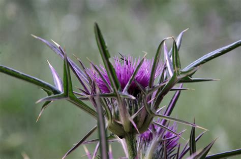 Drakonas skristi gamta botanika simbiozė nemokamos nuotraukos