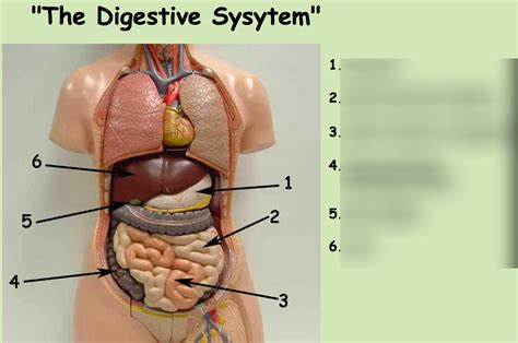 Digestive System Diagram Quizlet