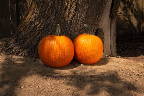 Orange Sunrise Pumpkin Treated Seed Seedway