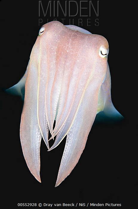 Broadclub Cuttlefish Stock Photo Minden Pictures