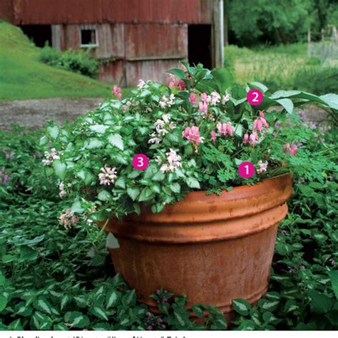 Using Perennials In Pots FineGardening