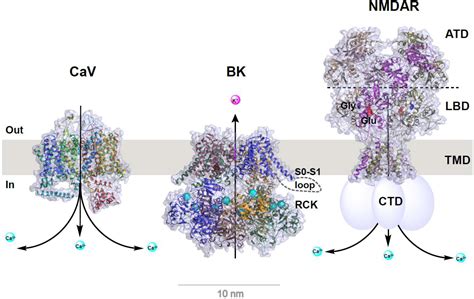 Frontiers Structural And Functional Coupling Of Calcium Activated BK