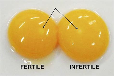 Are Grocery Store Eggs Fertilized Differences And Benefits Fork