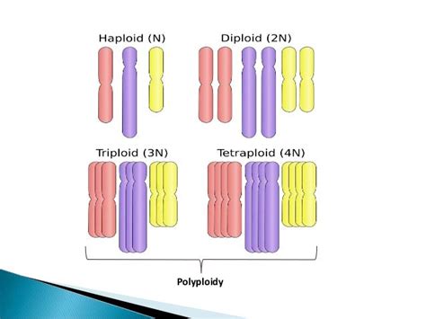 Polyploidy breeding