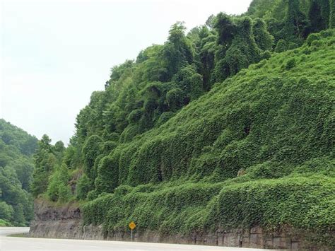 Kudzu Coastal Invasive Species Committee