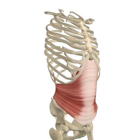 Core strength Transverse Abdominis - Somatic Movement Center