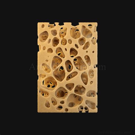 3D Trabeculae of Spongy Bone Normal Histology