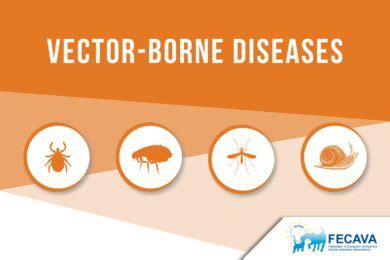 Vector-borne diseases - FECAVA