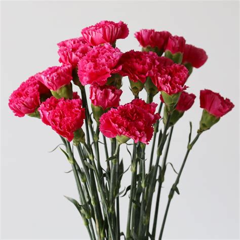 Fuschia Carnations In Bulk For Diy Arrangements In Montreal Le