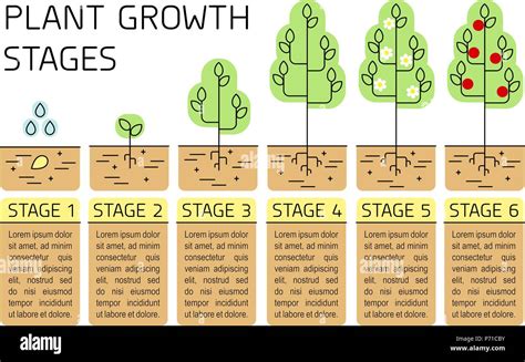 The Remarkable Journey: Austrian Pine Growth Stages from Seed to Maturity