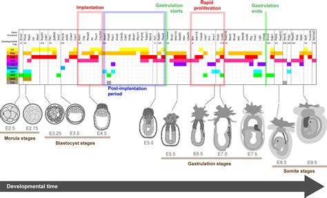 Frontiers A Survey Of Essential Genome Stability Genes Reveals That