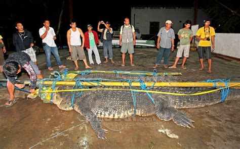 Trending Online 16 Foot Crocodile Caught In Palawan