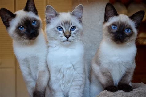 Siamese Applehead Kittens For Sale | Siamese Cats And Kittens