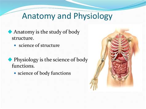 Chapter 1 Introduction To Anatomy And Physiology