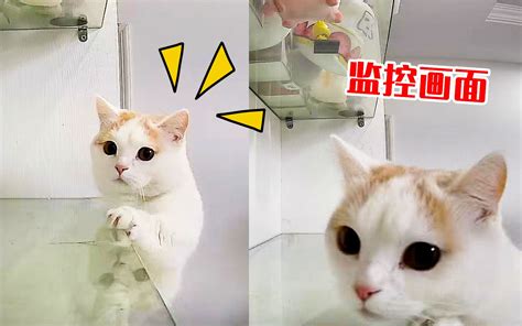 猫咪爬高台偷吃，被监控拍下罪行，猫：逃不掉了！哔哩哔哩bilibili