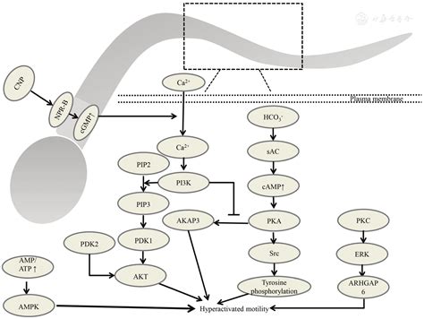 Protein Kinases Regulate Hyperactivated Motility Of Human Sperm