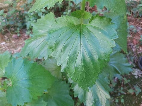 Observation Scrophularia Peregrina L St3to Mar 26 2023 Weeds Pl