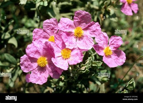 Rock Rose Cistus Helianthemum Hi Res Stock Photography And Images Alamy