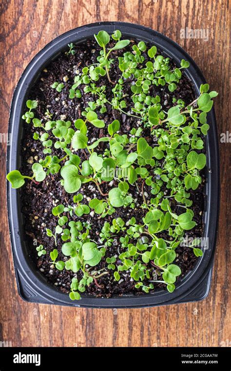 Microgreens are grown in a diy mini greenhouse on the windowsill, made ...