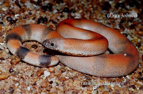 Biodiversity of Bharathidasan University: Red Sand Boa