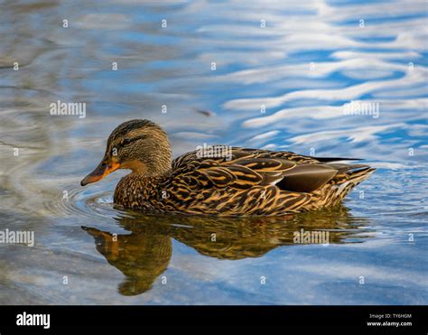 Female Mallard Duck Swimming