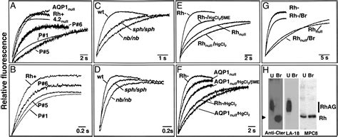 Human Rhesus Associated Glycoprotein Mediates Facilitated Transport Of