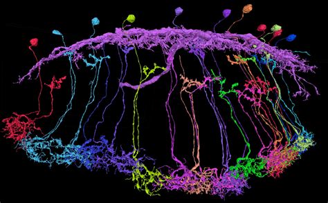 New Efforts to Relate Brain Structure and Function Reveal Surprising ...