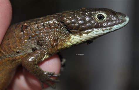 Abronia Graminea Black Eye Eye Black Eyes Black