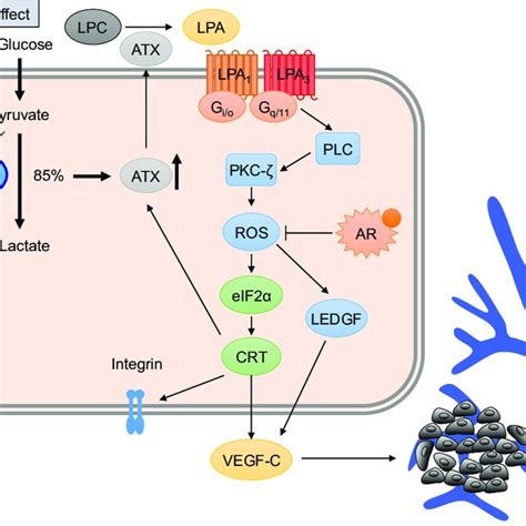 Lpa Vegf C Signaling In Prostate Cancer Pca Advanced Pca Tumor Cells